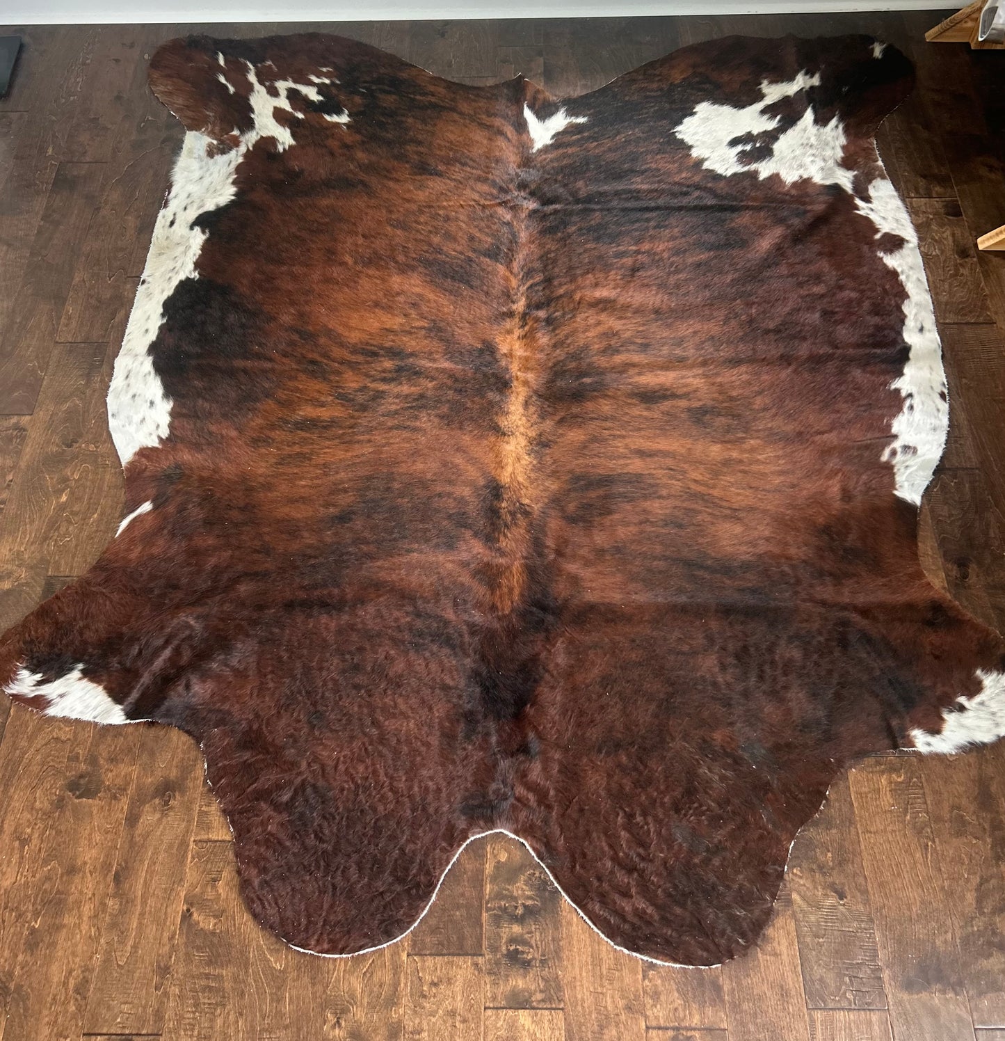 Columbian Dark Brindle in Large