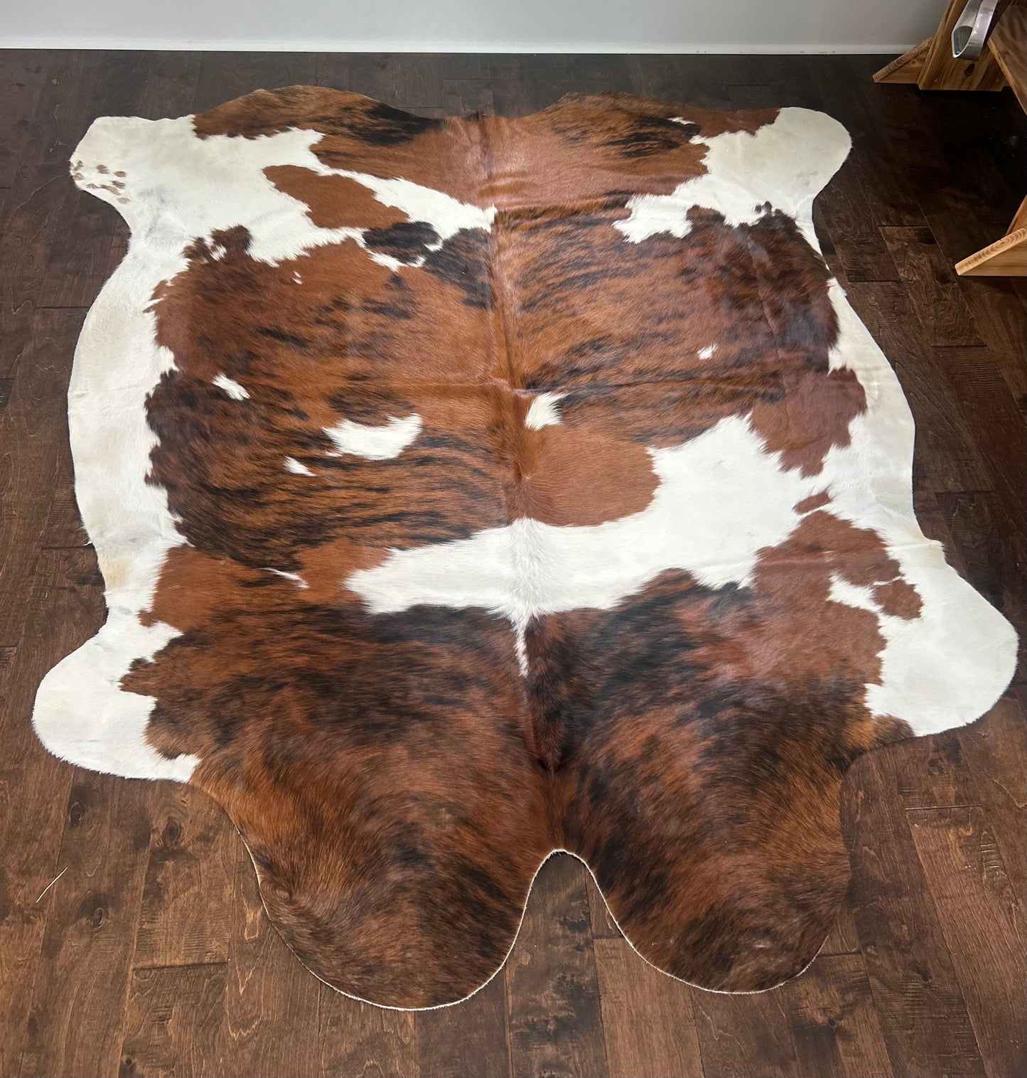 Columbian Red & White Brindle in Medium