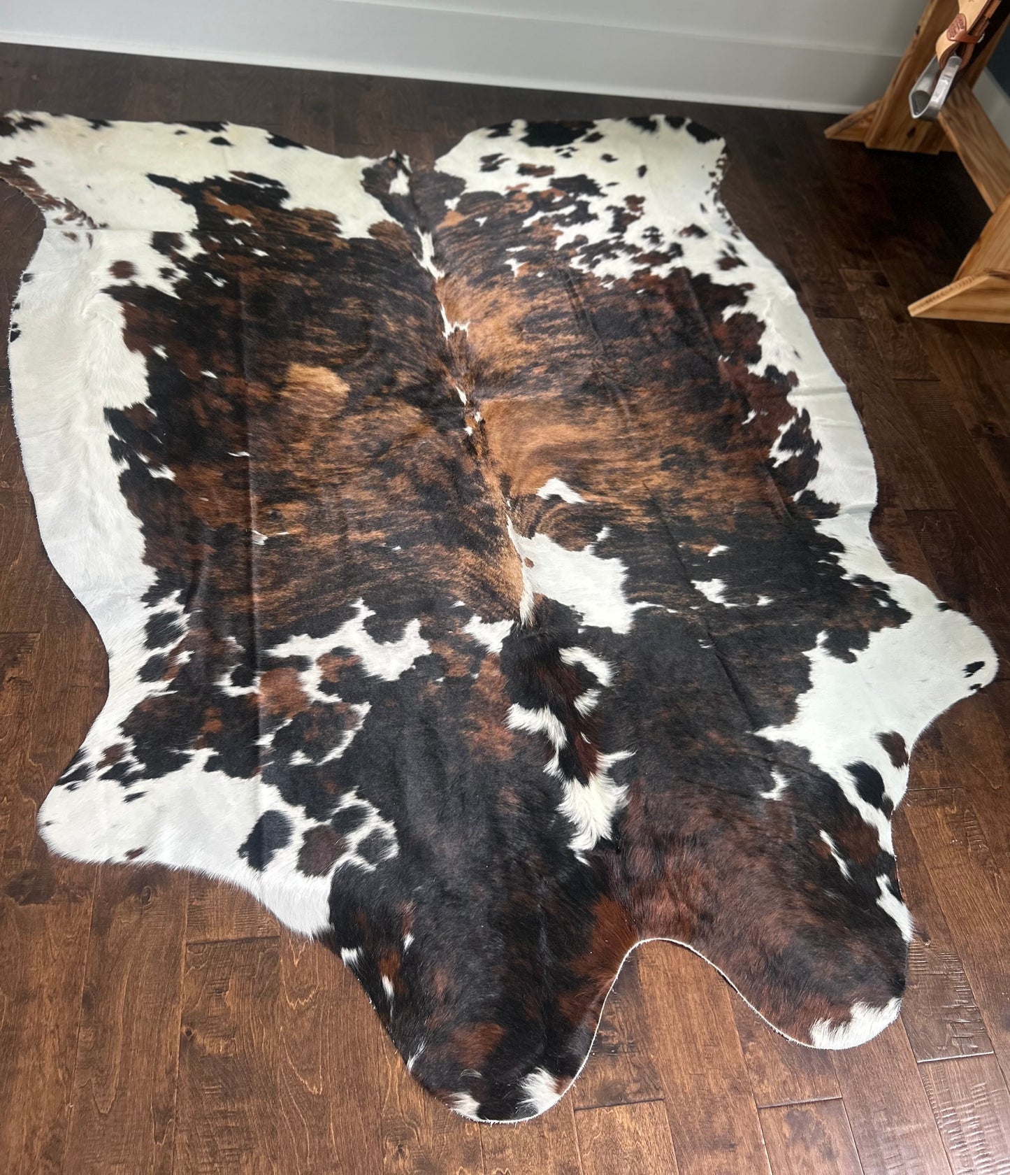 Columbian Tricolor in Large