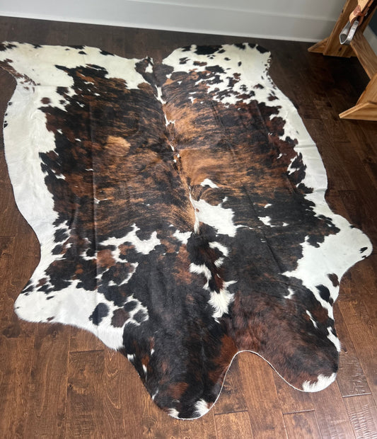 Columbian Tricolor in Large