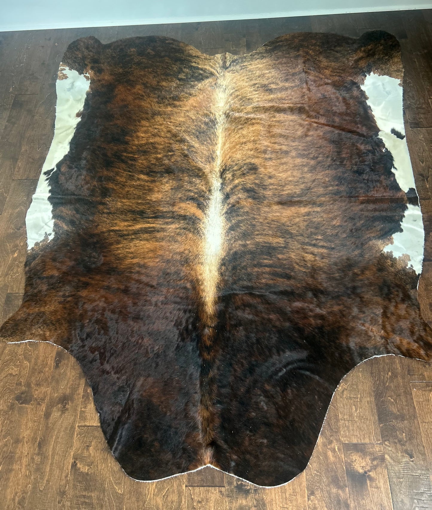 Columbian White Belly Dark Brindle in Large