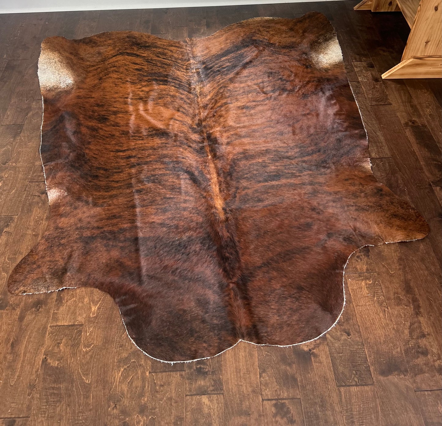 Columbian Dark Brindle in Large