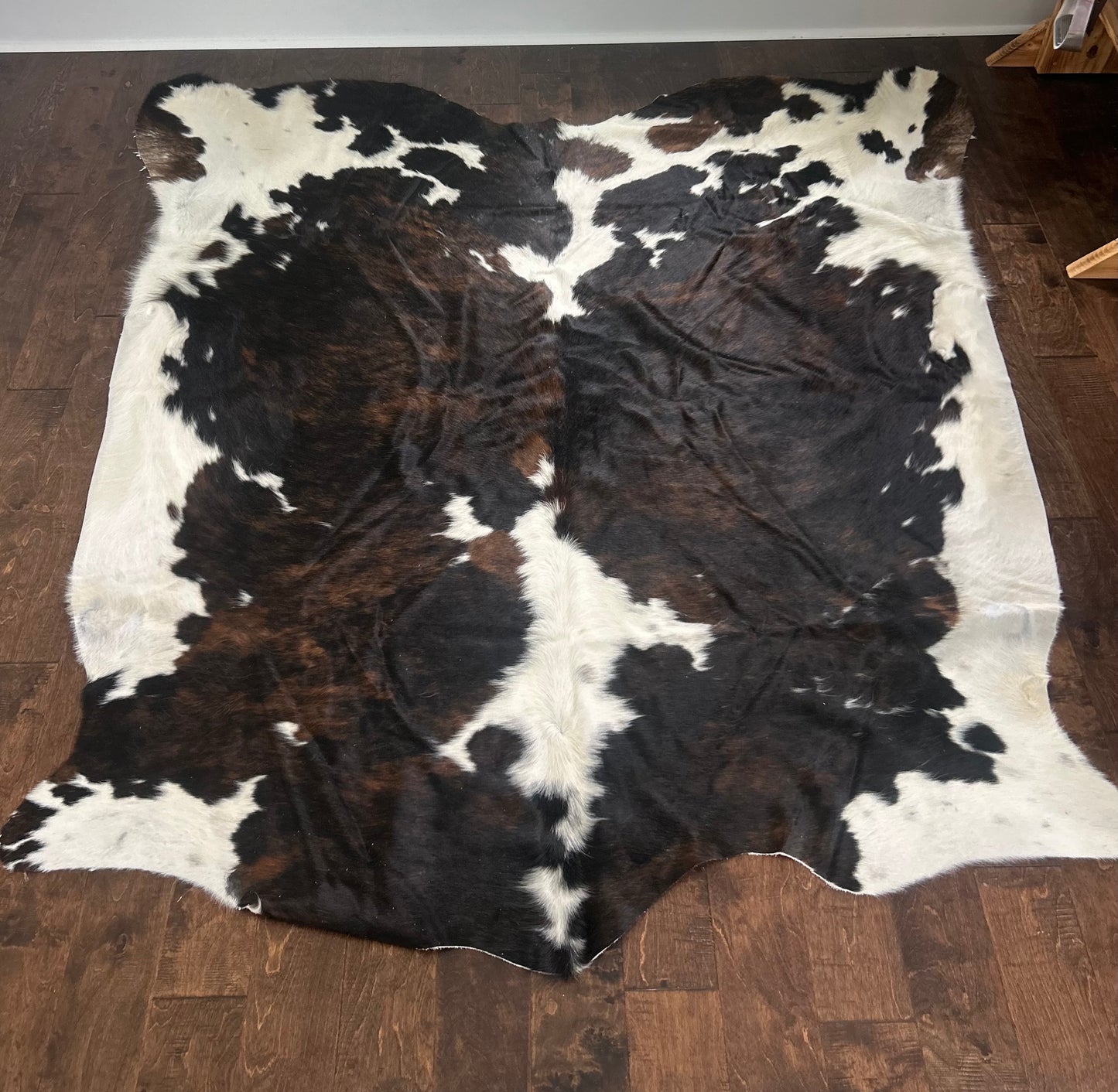 Columbian Tricolor in Extra Large