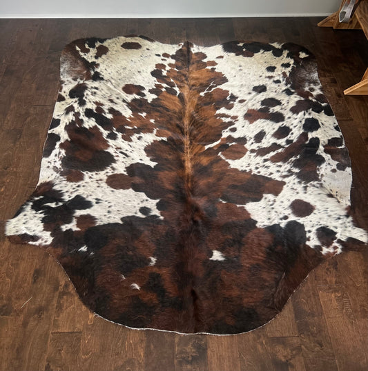 Columbian Spotted Brindle in Large